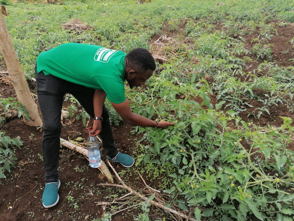 A visit to bova village in Buea! Accessing Agric-Hub Tomatoes farm in Buea